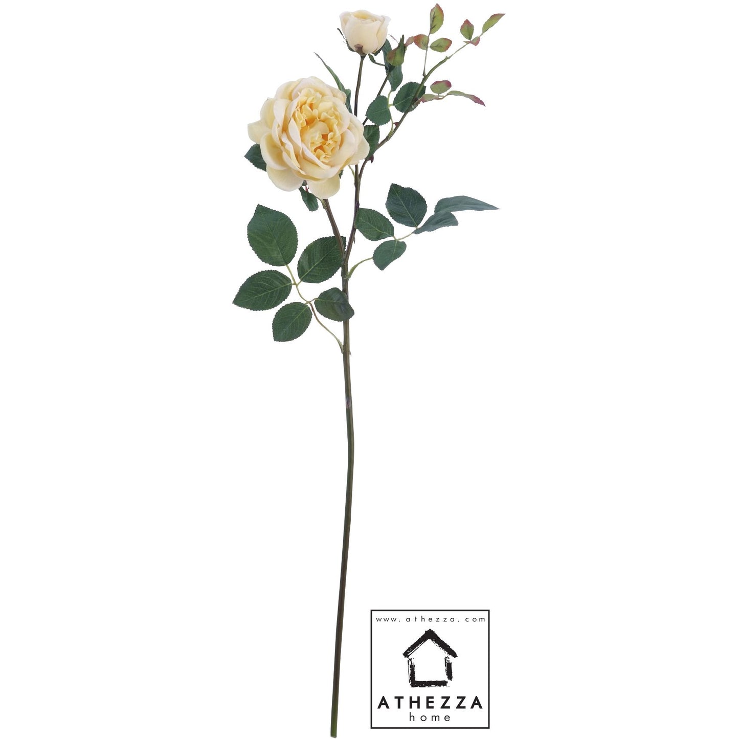 Rose Double Jaune Pale H73cm