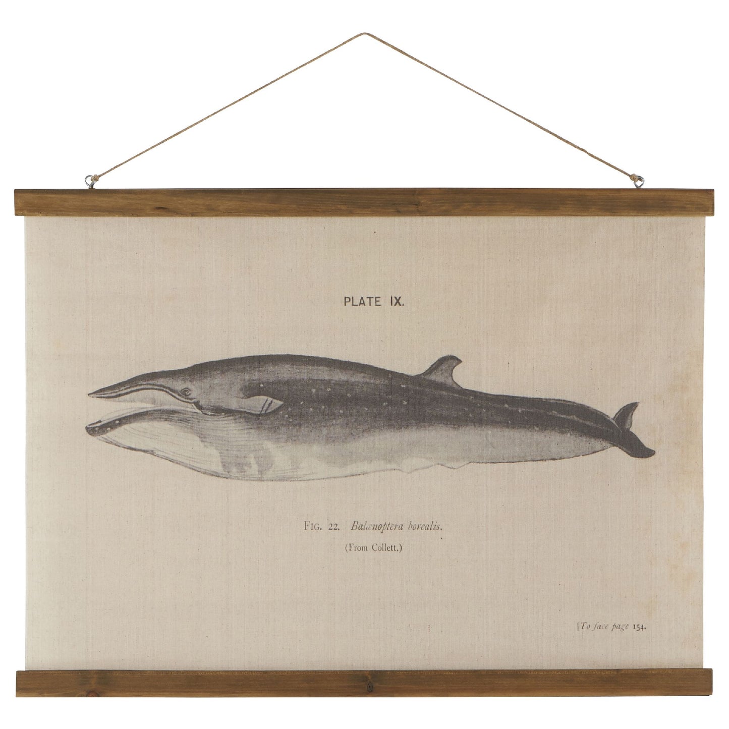 Toile Baleine 75x55cm