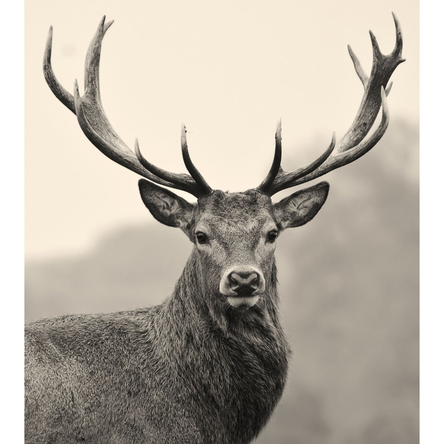 Toile Tête de Cerf 59xH67cm