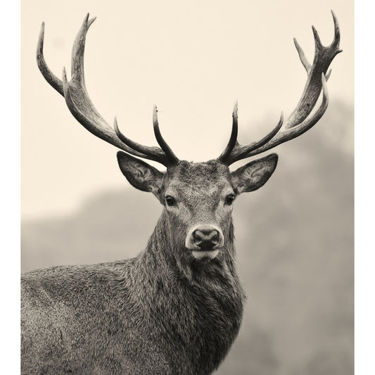 Toile Tête de Cerf 59xH67cm